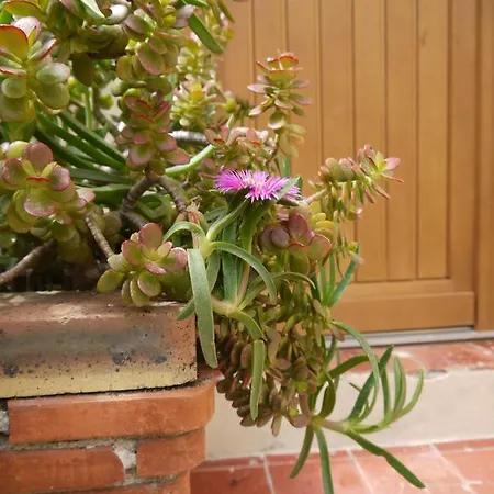 Apartmán Vieille 2 - La Petite Maison A Safranier, 2 Bedrooms, Max 4 Adults And 2 Kids Antibes